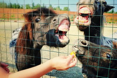 Cropped hand feeding horses from fence