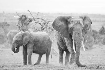 Elephant in a field