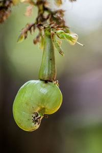 Close-up of fruit