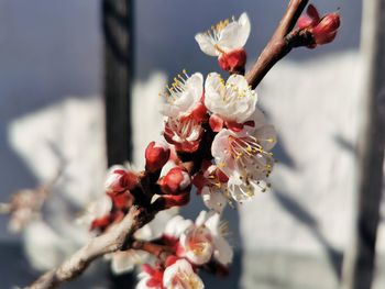 Close-up of cherry blossom on branch