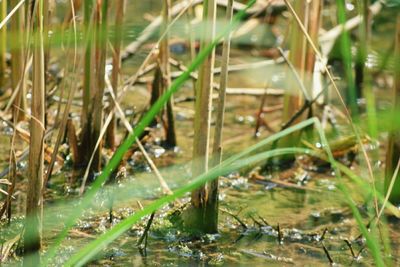 Close-up of plant in water