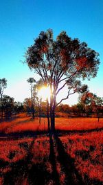 Trees in field against clear sky during sunset