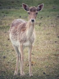 Portrait of deer standing on field