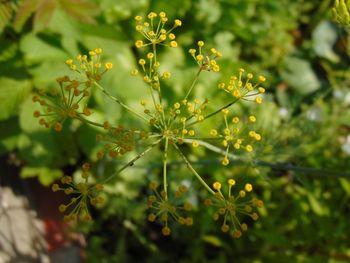 Close-up of fresh green plant