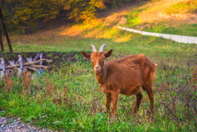 Portrait of goat standing on field