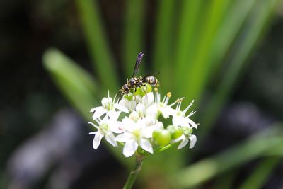 Close-up of insect on flower