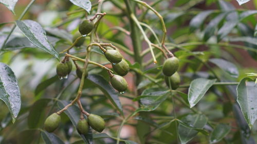 Close-up of fruit growing on tree