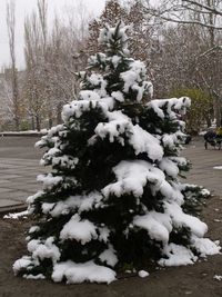 Frozen christmas tree in winter