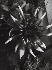 Close-up of flower blooming outdoors