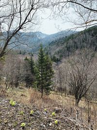 tree