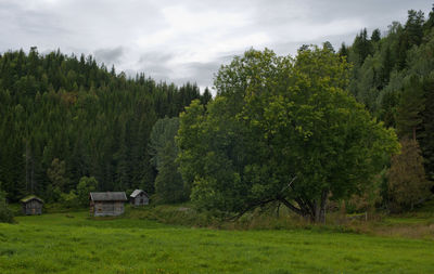 Trees and grass against sky