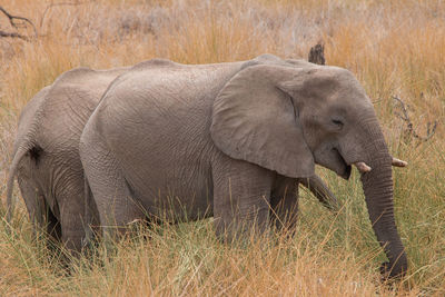 Side view of elephant in field