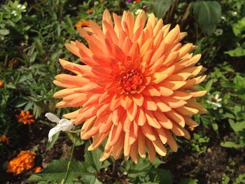 Close-up of orange flower