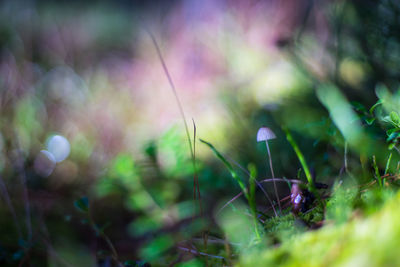 Close-up of grass growing on field