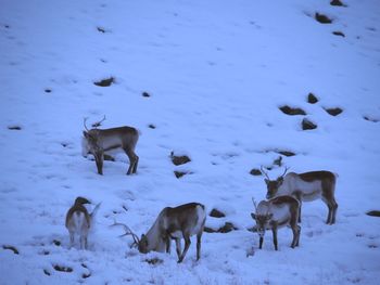 View of reindeer on snow covered land