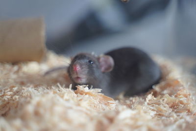 Close-up of black dumbo rat