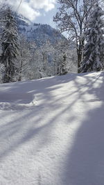 Snow covered field by trees