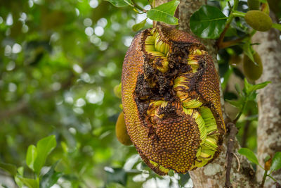 Jackfruit has fissures,full jackfruit on the tree.
