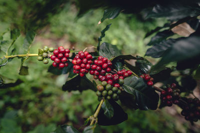 Close-up of grapes growing on tree