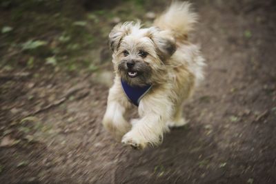 High angle view of dog running