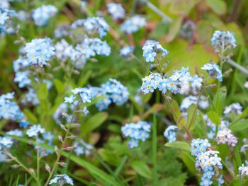 Close-up of white flowering plants