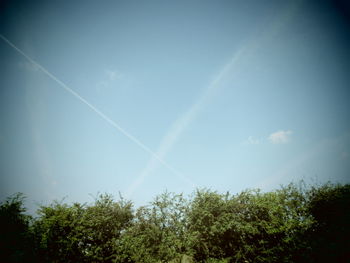 Low angle view of trees against blue sky