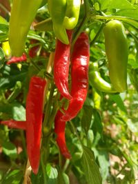 Close-up of red chili peppers