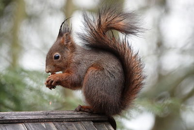 Close-up of squirrel eating outdoors
