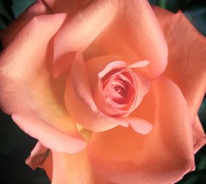 Close-up of pink rose