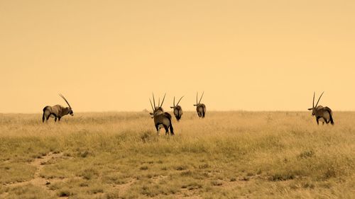 Horses in a field