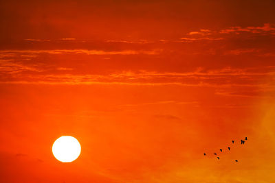 Silhouette birds flying against orange sky