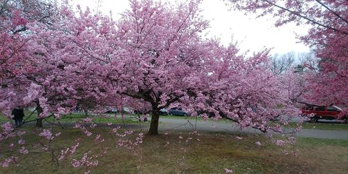 Pink cherry blossoms in park