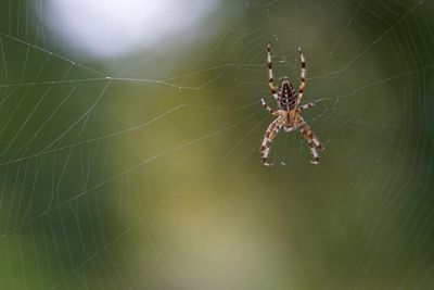 Close-up of spider on web