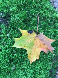 High angle view of leaf on plant