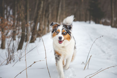 Dogs running on snow covered field