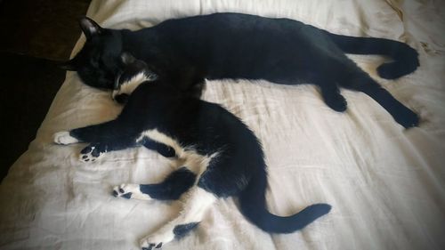 High angle view of cat relaxing on floor