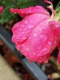 Close-up of raindrops on pink flower