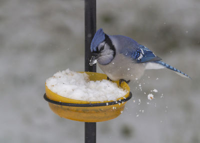 Close-up of bird perching on ice cream cone