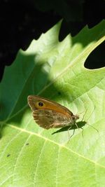 Close-up of butterfly on leaf