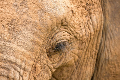 Full frame shot of elephant