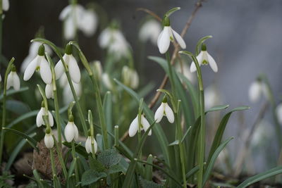 Close-up of white flowering plants on field