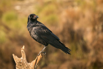 Close-up of bird perching on a plant