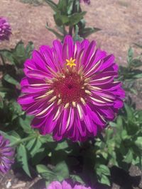 Close-up of pink flower blooming outdoors