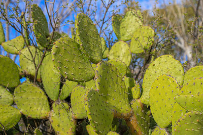 Close-up of green leaves on plant, cactus, nopal stalk