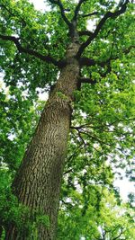 Low angle view of trees in forest