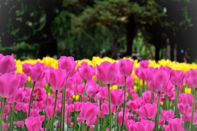 Close-up of pink flowers in park