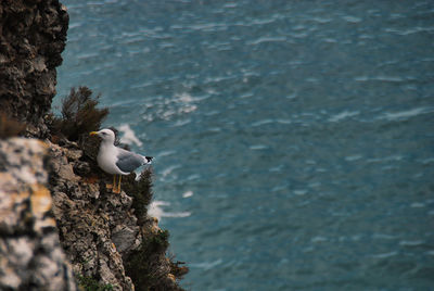 Seagul rock 