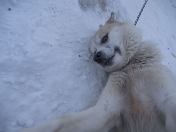 Close-up of white dog lying on snow