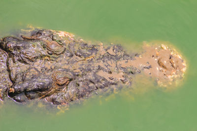 High angle view of crocodile swimming in sea