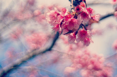 Close-up of pink cherry blossoms in spring